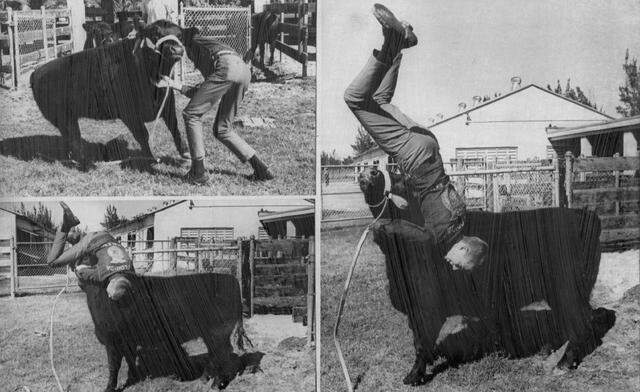 This is how a calf bulldogs a man in three easy steps. Take a stance and bear with it while the man. in this case C.W. Lehen, applies a head lock with the idea of throwing the claf. But up comes the calf’s neck and look who goes thrown. The Calf, names Gomer, is at the Dade County Fair in 1969.